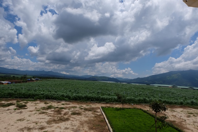 Cỏ voi Thái Lan, loại cỏ cho năng suất và hàm lượng Protein rất cao được trồng tại trang trại của Hoàng Anh Gia Lai với diện tích lên tới 900 hécta