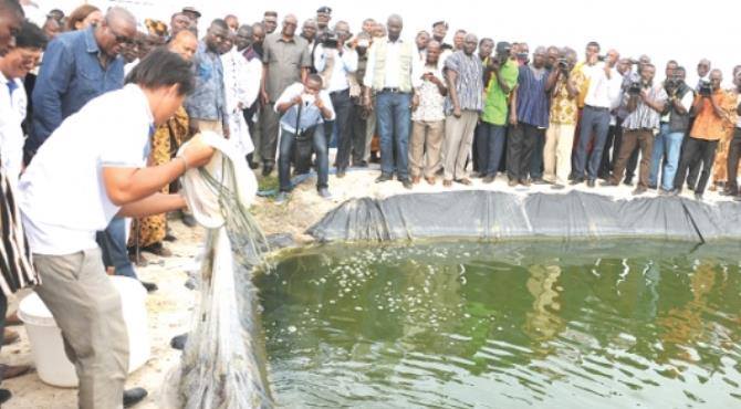 Dự án nuôi tôm của Ghavie được Tổng thống Ghana John Mahama tới thăm