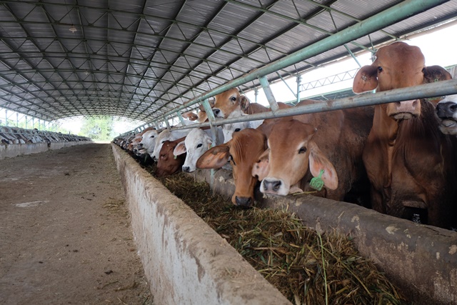 Khu chăn nuôi được giữ sạch sẽ, bảo đảm những chú bò phát triển tốt nhất.