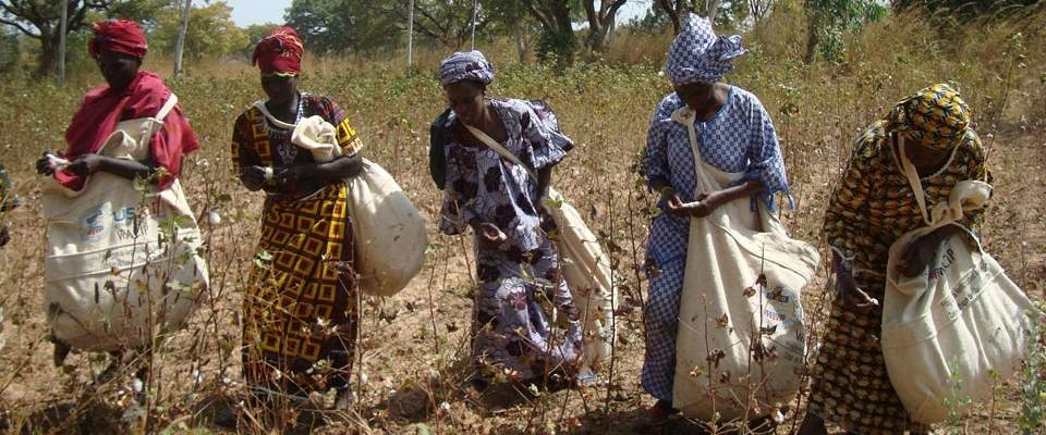 Burkina Faso cotton